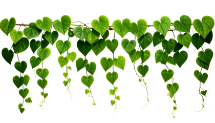 Lush green vines with heart-shaped leaves cascade down from a horizontal brown branch