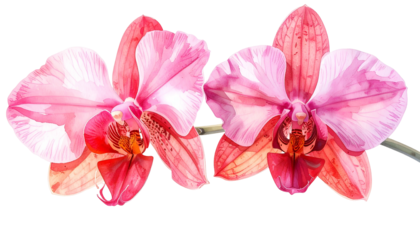 Two vibrant, detailed orchid blooms, pink and red hues, isolated on a stark black background