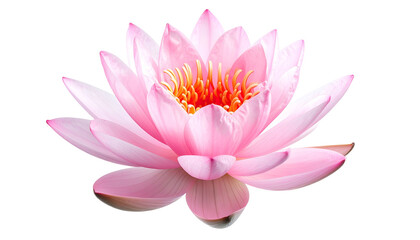 A stunning, vibrant pink water lily blooms against a stark black background