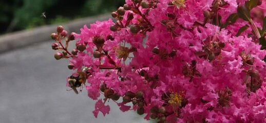 pink flowers in the garden