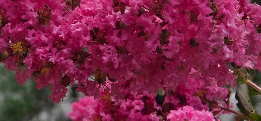 pink flowers in the garden