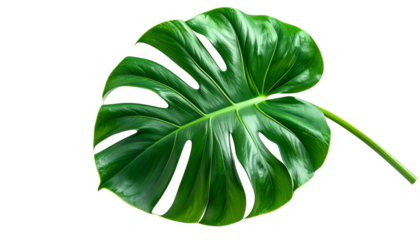 Close-up of a vibrant, glossy, split-leaf philodendron against a stark black background