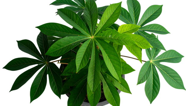 Overhead shot of lush green plant with large, star-shaped leaves and dark background