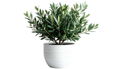 Potted plant with long green leaves, presented against a black background