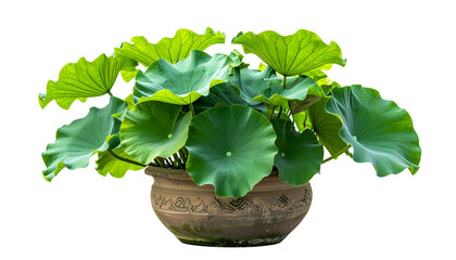 Group of green lotus leaves in a decorative earthen pot, isolated on black background