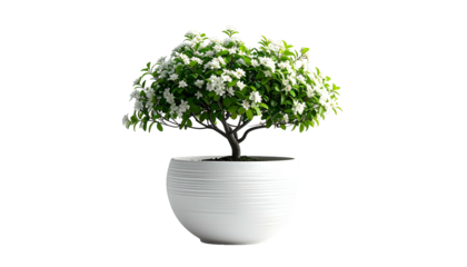 A lush bonsai-style tree in a white, rounded pot against a stark black background