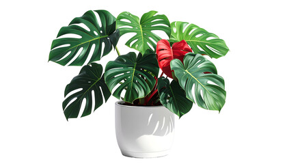 Lush green leafy plant with large split leaves in a white pot, some red leaves