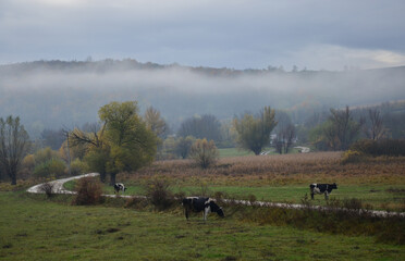 autumn village landscape with grazing cows and fog in the background