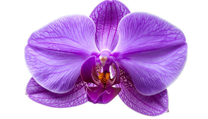 Close-up of a vibrant purple orchid flower with intricate details, isolated on black
