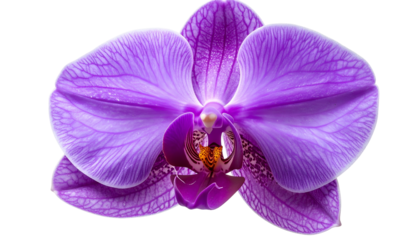 Close-up of a vibrant purple orchid flower with intricate details, isolated on black