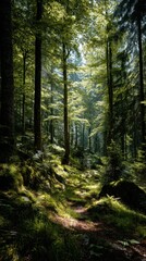 Fototapeta premium Forest Landscape with Sun Rays Piercing Through Trees, Serene Nature Scene