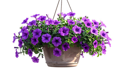 A hanging flower basket overflowing with vibrant purple petunias, isolated on black