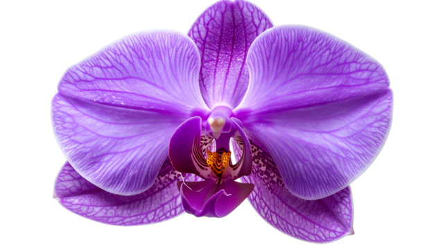 Close-up of a vibrant purple orchid flower with intricate details, isolated on black
