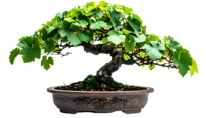 Bonsai tree, leaves of bright green, branches curved, planted in a decorative pot