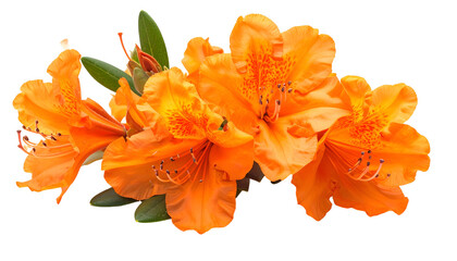 Close-up of vibrant orange blossoms with delicate stamens and green foliage against black