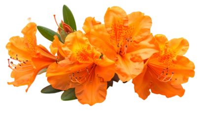 Close-up of vibrant orange blossoms with delicate stamens and green foliage against black