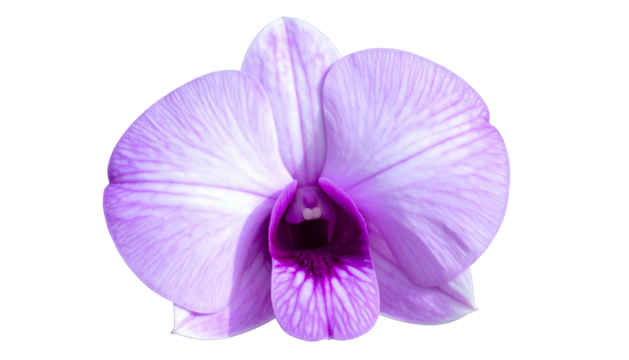 Close-up of a vibrant orchid blossom with soft purple petals, isolated on black