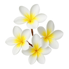 Naklejka premium Plumeria tropical flower illustration 