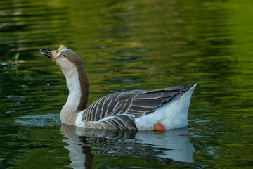 Fototapeta premium Goose swimming with a slight ripple in the lush green water