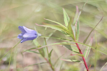 Campanula on sunny day in Alaska