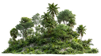 Lush green dense forest foliage with diverse trees and plants against a black background