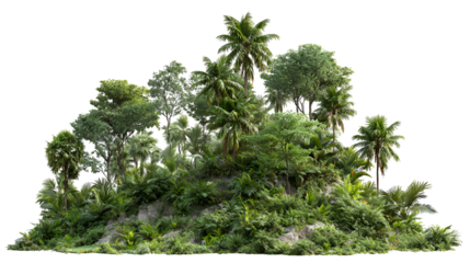 Lush green dense forest foliage with diverse trees and plants against a black background