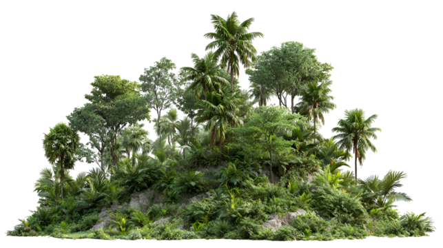 Lush green dense forest foliage with diverse trees and plants against a black background