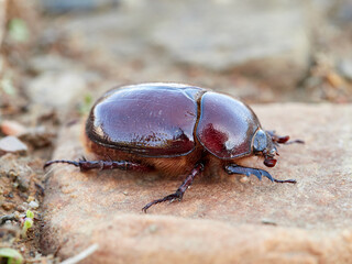 Reddish beetle on a natural background. Lesser rhinoceros beetle (Phyllognathus excavatus)