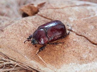 Reddish beetle on a natural background. Lesser rhinoceros beetle (Phyllognathus excavatus)