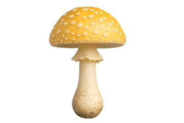 Bright yellow mushroom with white raised spots on pale stem