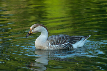 A goose swimming on calm water surrounded by greenery reflections