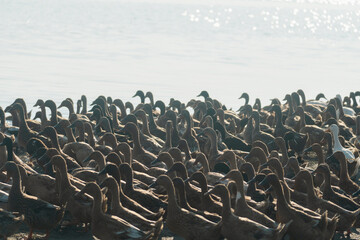 Obraz premium Ducks gathered at the edge of a sunlit pond, creating a peaceful scene