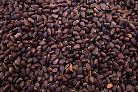 Assorted pine nuts in various shades and textures