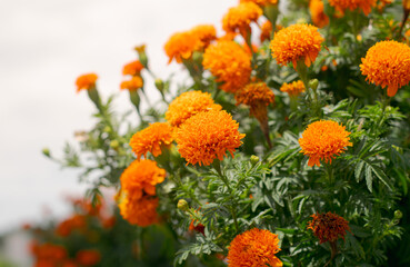 Vibrant Tagetes erecta Blossoms in Sunlight