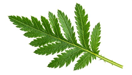 Closeup of a Single Green Leaf.