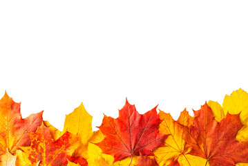 Red Maple Leaf Frame PNG