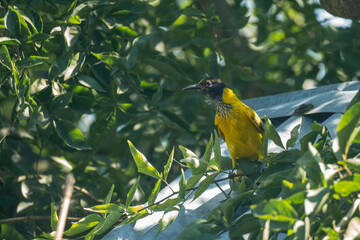 A yellow bird perched amidst dense green leaves, highlighted by sunlight