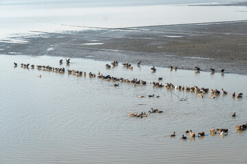 Numerous ducks gather in a large lake, creating scattered formations in the water