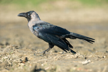 A crow stands on muddy ground, captured in a side profile with detailed plumage