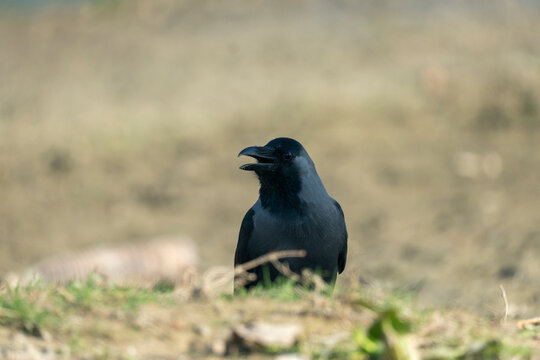 A crow gazes into the distance while perched on the grassy ground