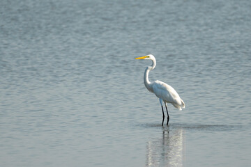 An elegant egret stands still in the water, with its reflection mirrored below