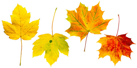 Golden Autumn Maple Set PNG