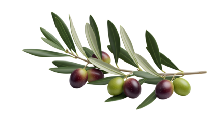 Elegant olive branch with ripe green and purple olives symbolizing peace, purity, and natural luxury, perfect for eco packaging or culinary branding