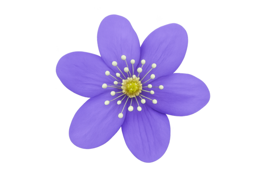 Purple five-petaled flower with yellow center, isolated on transparent background