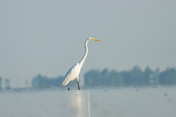 Heron walking in calm waters with a serene background