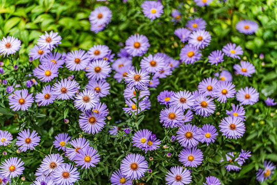 Autumn asters in Japanese garden landscape
