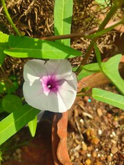 pink frangipani flower