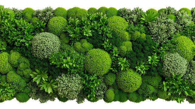 Fresh green leaves with water droplets on a dark background