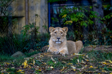 Asiatic lioness resting in the grass at the zoo