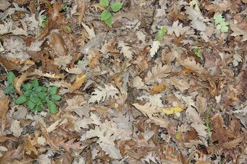 fallen autumn leaves